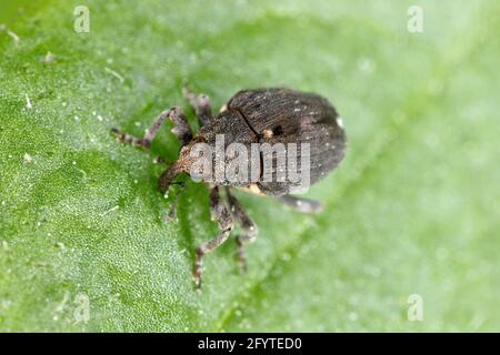 Charançon des racines du pavot (Stenocarus ruficornis) - un des ravageurs les plus importants du pavot à opium (Papaver somniferum). Coléoptère sur la feuille . Banque D'Images
