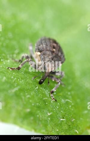 Charançon des racines du pavot (Stenocarus ruficornis) - un des ravageurs les plus importants du pavot à opium (Papaver somniferum). Coléoptère sur la feuille . Banque D'Images