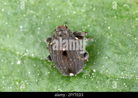 Charançon des racines du pavot (Stenocarus ruficornis) - un des ravageurs les plus importants du pavot à opium (Papaver somniferum). Coléoptère sur la feuille . Banque D'Images