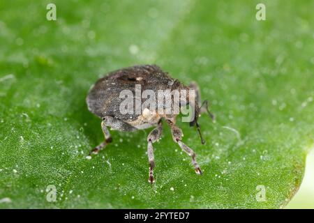 Charançon des racines du pavot (Stenocarus ruficornis) - un des ravageurs les plus importants du pavot à opium (Papaver somniferum). Coléoptère sur la feuille . Banque D'Images