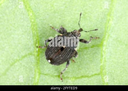 Charançon des racines du pavot (Stenocarus ruficornis) - un des ravageurs les plus importants du pavot à opium (Papaver somniferum). Coléoptère sur la feuille . Banque D'Images