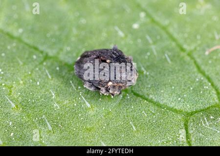 Charançon des racines du pavot (Stenocarus ruficornis) - un des ravageurs les plus importants du pavot à opium (Papaver somniferum). Coléoptère sur la feuille . Banque D'Images