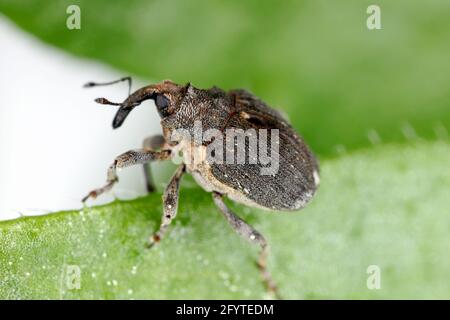 Charançon des racines du pavot (Stenocarus ruficornis) - un des ravageurs les plus importants du pavot à opium (Papaver somniferum). Coléoptère sur la feuille . Banque D'Images