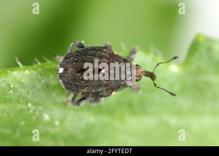 Charançon des racines du pavot (Stenocarus ruficornis) - un des ravageurs les plus importants du pavot à opium (Papaver somniferum). Coléoptère sur la feuille . Banque D'Images