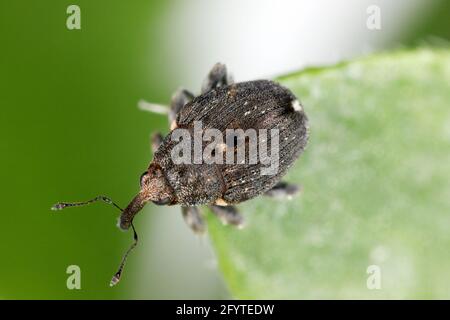 Charançon des racines du pavot (Stenocarus ruficornis) - un des ravageurs les plus importants du pavot à opium (Papaver somniferum). Coléoptère sur la feuille . Banque D'Images