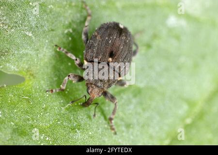 Charançon des racines du pavot (Stenocarus ruficornis) - un des ravageurs les plus importants du pavot à opium (Papaver somniferum). Coléoptère sur la feuille . Banque D'Images