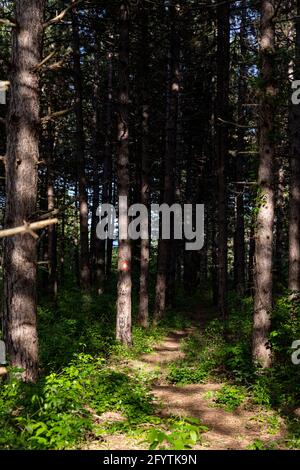 Randonnée dans la forêt de pins de Deliflagska Pescara Banque D'Images