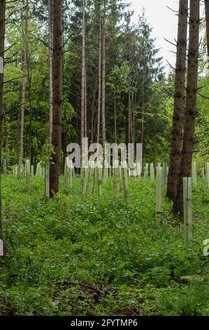 reboisement dans une forêt de hêtre avec des semis protégés par du plastique tubes Banque D'Images