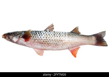 Mulet rouge (Mugil soiui). Ce poisson vit en Eurasie. Isolé sur blanc Banque D'Images
