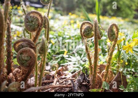 Le Pteridium aquilinum, également connu sous le nom de fougères aigle, est une espèce de fougères qui se trouve dans les régions tempérées et subtropicales des deux hémisphères. Début du printemps Banque D'Images