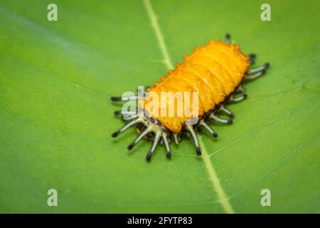 Image d'une chenille ambrée sur une feuille verte sur fond naturel. Insecte. Animal. Banque D'Images