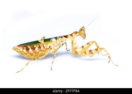 Image de la mante de fleur (Creobroter gemmatus) sur fond blanc. Insecte. Animal. Banque D'Images