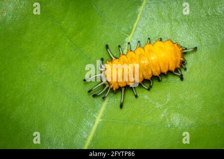 Image d'une chenille ambrée sur une feuille verte sur fond naturel. Insecte. Animal. Banque D'Images