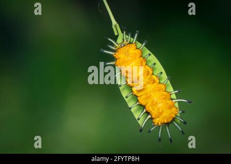 Image d'une chenille ambrée sur une feuille verte sur fond naturel. Insecte. Animal. Banque D'Images