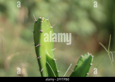 Plante d'espèce d'arbre de Cactus Banque D'Images