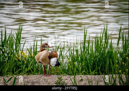 Oie égyptienne debout sur terre dans la zone de l'herbe au printemps. Alopochen aegyptiaca en Suisse. Banque D'Images