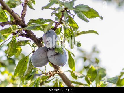 Fruits prune mûre sur les branches d'un arbre Banque D'Images