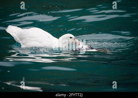 Pétrel géant du sud (Morph blanc rare) - alimentation sur le manchot Macaroni mort Macronectes giganteus Royal Bay Géorgie du Sud BI007317 Banque D'Images