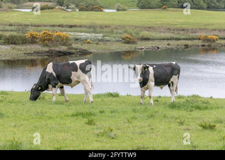 Ballingeary, Cork, Irlande. 29 mai 2021. En raison du mauvais temps et de la mauvaise croissance de l'herbe, l'agriculteur Seán Ó Suilleabhain continue de compléter son troupeau de taureaux Friesan d'année avec des noix à sa ferme à Ballingeary, Co. Cork, Irlande. . - crédit; David Creedon / Alamy Live News Banque D'Images