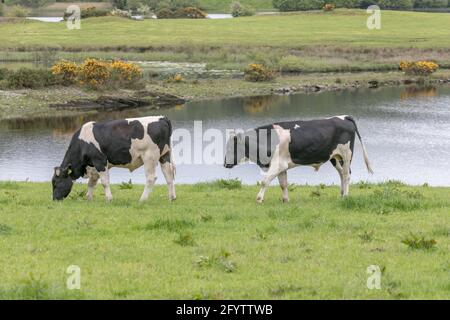 Ballingeary, Cork, Irlande. 29 mai 2021. En raison du mauvais temps et de la mauvaise croissance de l'herbe, l'agriculteur Seán Ó Suilleabhain continue de compléter son troupeau de taureaux Friesan d'année avec des noix à sa ferme à Ballingeary, Co. Cork, Irlande. . - crédit; David Creedon / Alamy Live News Banque D'Images