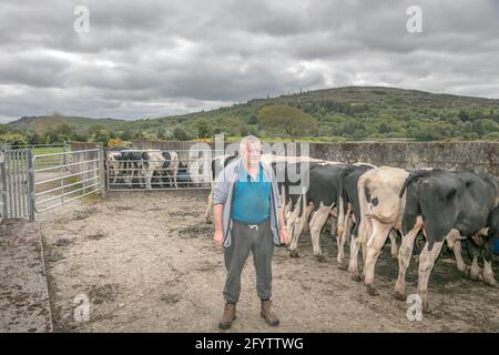 Ballingeary, Cork, Irlande. 29 mai 2021. En raison du mauvais temps et de la mauvaise croissance de l'herbe, l'agriculteur Seán Ó Suilleabhain continue de compléter son troupeau de taureaux Friesan d'année avec des noix à sa ferme à Ballingeary, Co. Cork, Irlande. . - crédit; David Creedon / Alamy Live News Banque D'Images