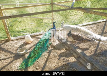 Un gros plan d'un beau paon bleu mâle dans une cage au zoo . Peacock vert dans une petite cage . Une belle photo de deux paons bleus regardant eac Banque D'Images