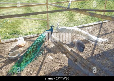 Un gros plan d'un beau paon bleu mâle dans une cage au zoo . Peacock vert dans une petite cage . Une belle photo de deux paons bleus regardant eac Banque D'Images
