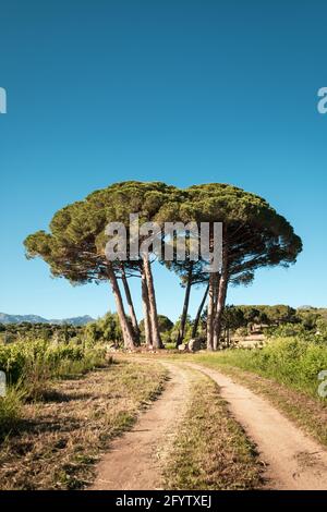 Soleil matinal sur une petite copine de pins Un vignoble en Corse Banque D'Images