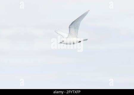 Mouette blanche - en vol sur la glace de mer Pagophila eburnea Svalbard (Spitsbergen) Norvège BI017006 Banque D'Images