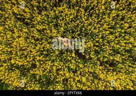 Vue aérienne de la femme au champ de colza en fleurs. Fleurs jaunes et femme heureuse. Vue de dessus. Banque D'Images