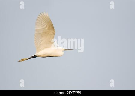 Little Egret - en vol Egretta garzetta Keoladeo Ghana National Parc Bharatpur Rajasthan Inde BI018177 Banque D'Images
