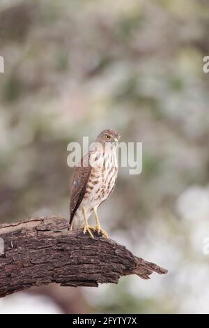 Shikra Accipiter badius Keoladeo Ghana National Park Bharatpur Rajasthan Inde BI018283 Banque D'Images