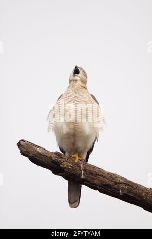Shikra Accipiter badius Keoladeo Ghana National Park Bharatpur Rajasthan Inde BI018292 Banque D'Images
