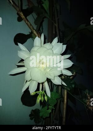 Un gros plan d'un magnifique grand blanc parfumé Fleur de nuit du cactus de pipe du Dutchman ou reine de La nuit (Epiphyllum oxypetalum) Banque D'Images