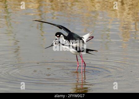 Stilt à col noir (race américaine) - Himantopus himantopus mexicanus South Padre Island Texas, USA BI023346 Banque D'Images