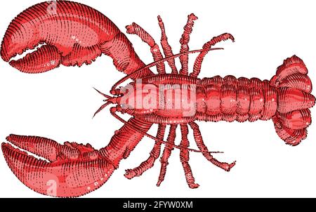 Dessin de homard, illustration de couleur vectorielle Illustration de Vecteur