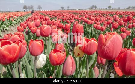 Tullpen auf einer Wiese Banque D'Images