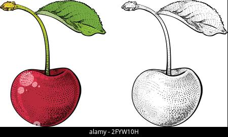 Dessin cerise, version couleur et noir et blanc, illustration vectorielle Illustration de Vecteur