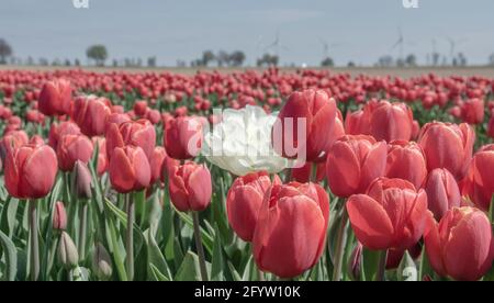 Tullpen auf einer Wiese Banque D'Images