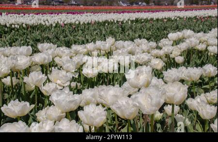 Tullpen auf einer Wiese Banque D'Images