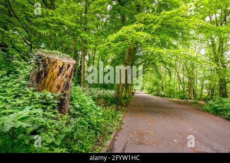 Une grande souche d'arbre borde un large chemin alors qu'il se wend à travers le sous-bois luxuriant dans une zone forestière ensoleillée Banque D'Images