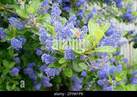 Gros plan sur les belles fleurs bleues d'un arbuste à feuilles persistantes Ceanothus (également connu sous le nom de lilas californien) Banque D'Images