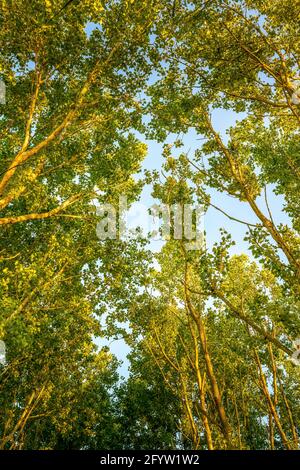 Regardant vers un ciel bleu et une canopée verte formée de peupliers gris, (Populus canescens), en pleine feuille Banque D'Images