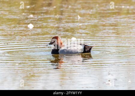 Le verger commun est un canard de plongée de taille moyenne. Le nom scientifique est Aythya ferina. Photo prise dans le parc naturel de marismas del Odiel à Huelva, Andal Banque D'Images