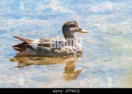 Un Gadwall féminin (Mareca strempera) nageant et se fourrageant dans un étang coloré à Marismas del Odiel, Huelva, Andalousie, Espagne Banque D'Images