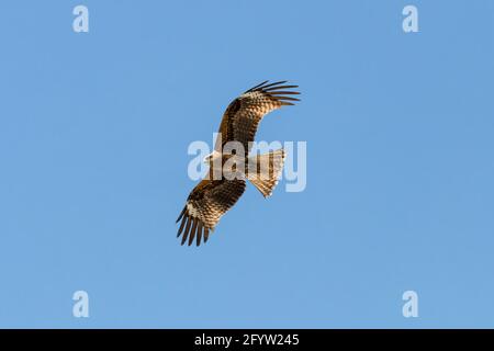 Black Kite - Milvus Migrans - vol dans le Parc National de Donana, Andalousie, Espagne Banque D'Images