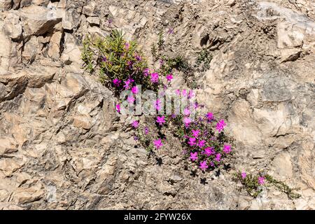 La Violeta de Cazorla ou Viola cazorlensis est une espèce endémique de la Sierra de Cazorla, Segura et Las Villas, d'une nature rupicole, il fleurit Banque D'Images