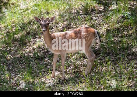 Jeune spécimen de jachère ou de cerf européen dans la Sierra de Cazorla. Le nom scientifique est Dama dama, parfois appelé Cervus dama, c'est une espèce de Banque D'Images