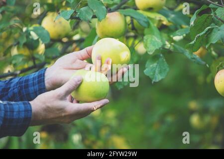 Pommes biologiques riches en vert dans les mains de sexe masculin. L'homme moissonnant des pommes vertes riches dans le verger Banque D'Images