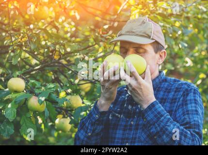 Un homme qui récolte des pommes vertes riches dans le verger. L'homme tient et renifle deux pommes biologiques Banque D'Images